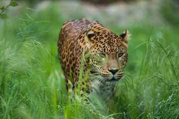 Leopard sneak and watch your surroundings