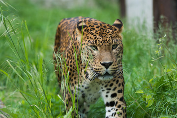 Fototapeta na wymiar Leopard sneak and watch your surroundings
