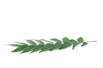 Curry Leaf isolated on white background