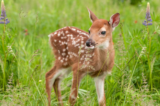 Fototapeta White-Tailed Deer Fawn (Odocoileus virginianus) Stands in Grasses