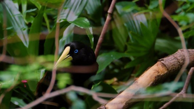 The crested oropendola is a tropical bird with a tail which is bright yellow apart from two dark central feathers. Nature video. 4K, 3840*2160, high bit rate, UHD