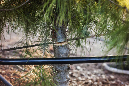 Small pine tree being cut with hand saw