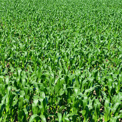 Summer corn field background.