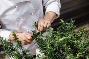 Chef Cut Rosemary Leaves by Knife for Making Rosemary Oil.