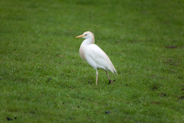 Cattle egret (Bubulcus ibis)