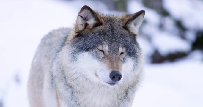 Portrait of wolf in the cold norwegian forest