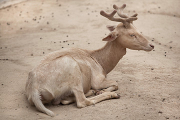 Fallow deer (Dama dama). © Vladimir Wrangel