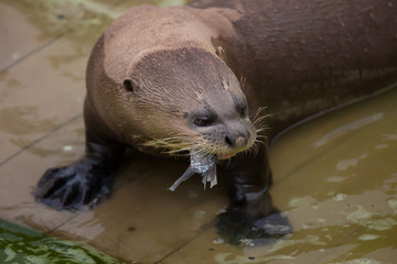 Giant otter (Pteronura brasiliensis)