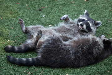 Raccoon (Procyon lotor)