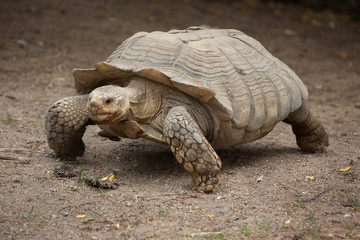 African spurred tortoise (Centrochelys sulcata)