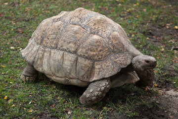 Leopard tortoise (Stigmochelys pardalis).