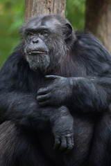 Common chimpanzee (Pan troglodytes)