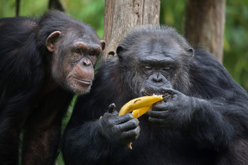 Fototapeta premium Common chimpanzee (Pan troglodytes)