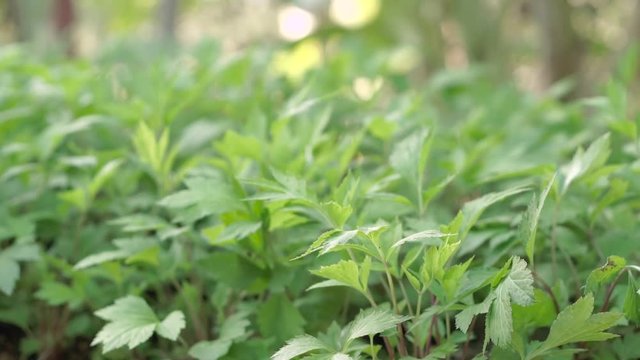 Mugwort plant field (Artemisia vulgare) green and flesh variegated leaves
