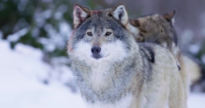 Portrait of wounded alpha wolf curiously looking around