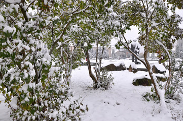 Surprisingly, very early on even green leaves of trees and shrubs first snow fell