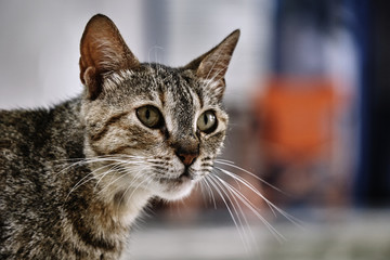 Portrait of gray cat in Greece.