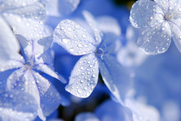 JAZMÍN AZUL, PLUMBAGO AURICULATA, CELESTINA, JAZMÍN DEL CABO O JAZMÍN DE L CIELO