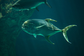 Fototapeta premium Bigeye trevally (Caranx sexfasciatus)