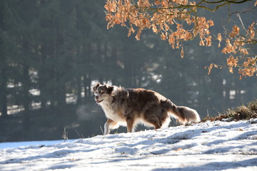 ich gehe dann mal, australien shepherd hund in winterlicher Landschaft läuft davon