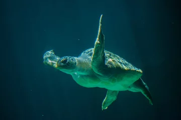 Photo sur Aluminium Tortue Green sea turtle (Chelonia mydas)