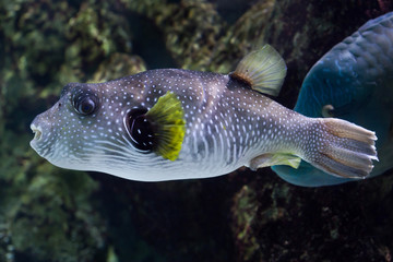 White-spotted puffer (Arothron hispidus).