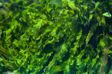 Green seaweed (Ulva compressa).