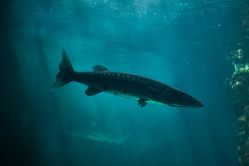 Naklejka premium Great barracuda (Sphyraena barracuda)