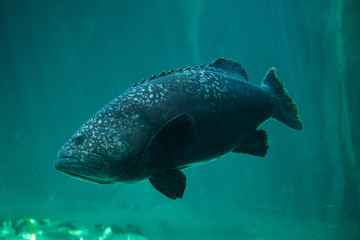 Giant grouper (Epinephelus lanceolatus)