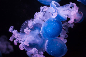 White-spotted jellyfish (Phyllorhiza punctata)