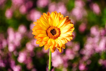 sunflower with purple bokeh