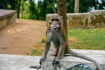 Tailand macaque