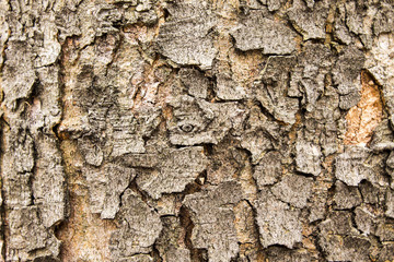 Tree Bark Texture Background