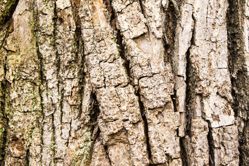 Tree Bark Texture Background