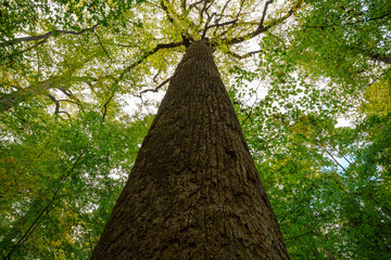 Fototapeta premium The Big Trees of Joyce Kilmer Memorial 