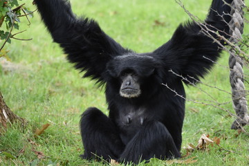 Affe