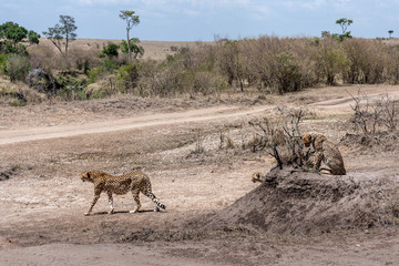 cheetah © Herbert