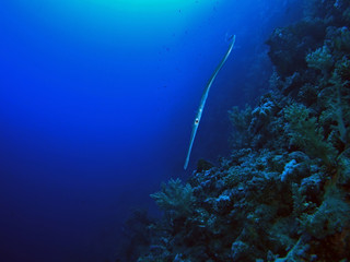 Fototapeta na wymiar Cornetfish / Incredible fish posed me close to Big Brother Island in the middle of Red Sea, 30m depth.