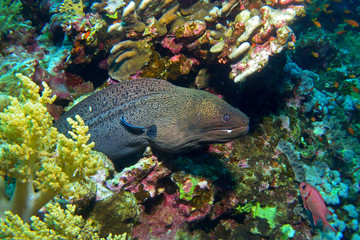 Naklejka na ściany i meble Giant Moray / I shot this large moray in Big Brother Island area, in the middle of Red Sea, moray was like a model, waiting for good shot and don't move, 20m depth.