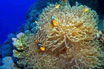 Naklejka na ściany i meble Red Sea Anemonefish / I shot this beautifull anemone with anemonefishes at Panorama Reef, This incredible fishes play and look very happy, 25m depth.