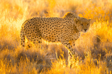 Cheetah in the Etosha National Park, Namibia