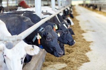 herd of cows in cowshed on dairy farm