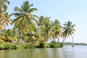 Fototapeta na wymiar Paysage de cocotiers en Inde