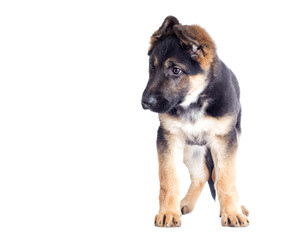 Shepherd puppy looking at the white background