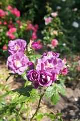 Bush of purple roses in garden 