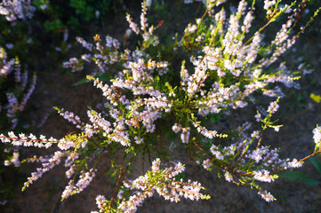 Heather plant in sunlight view from top 