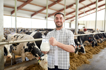 man or farmer with cows milk on dairy farm