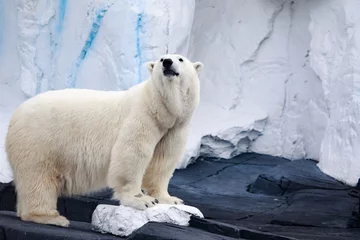 Gordijnen White Bear © Anchor
