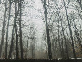 Fototapeta na wymiar foggy forest
