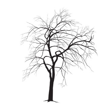 Apple-tree silhouette in the winter